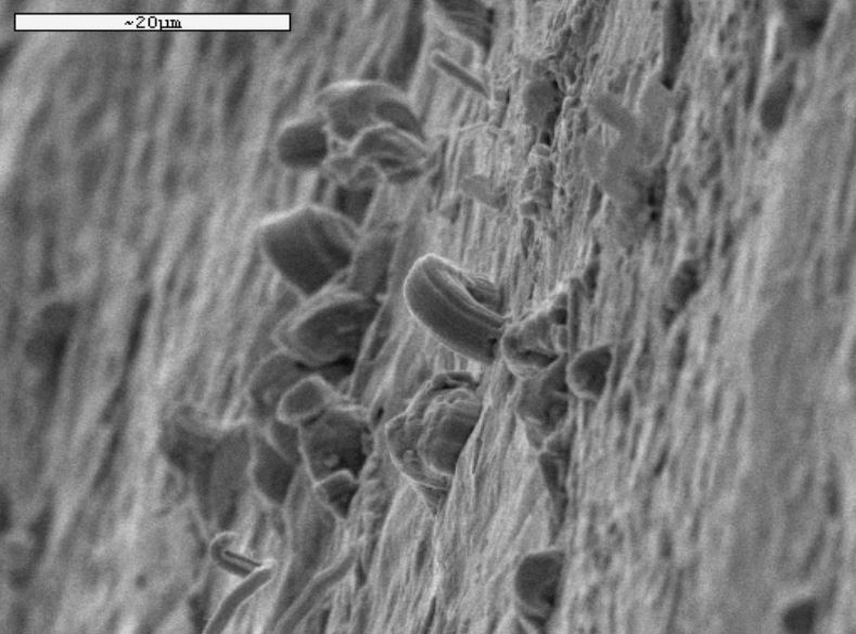 A grayscale image from a scanning electron microscope showing close up view of tin whisker formation on a solder joint soldered with SAC305 solder alloy.